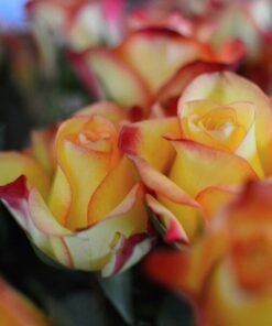 Alternative view of Róża Pnąca 'Climbing Rumba' poj, 2l