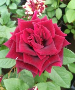 Róża wielkokwiatowa 'Irena' poj, 2l