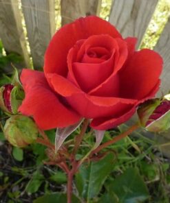 Alternative view of Róża wielkokwiatowa 'Irena' poj, 2l