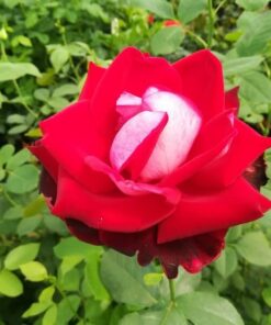 Alternative view of Róża wielkokwiatowa 'Kronenburg' w poj, 2l