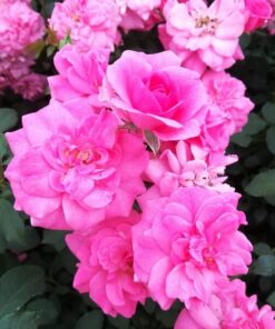 Alternative view of Róża rabatowa 'Tanal' poj, 2l