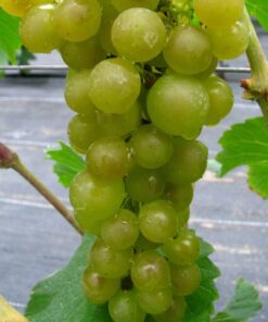 Winorośl Adalmiina P9/C1