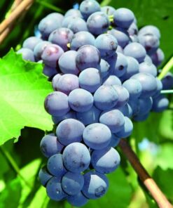 Winorośl Agat Doński P9/C1