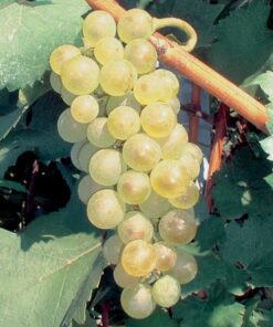 Winorośl Aurora P9/C1