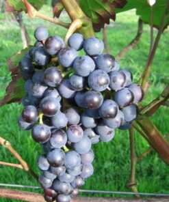 Winorośl Dornfelder P9/C1