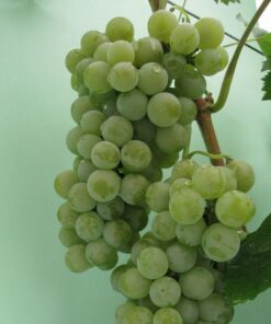 Winorośl Hibernal P9/C1