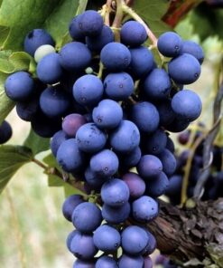 Winorośl Marechal Foch P9/C1