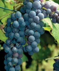 Alternative view of Winorośl New York Muscat P9/C1