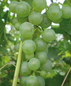 Alternative view of Winorośl Pinot Blanc P9/C1