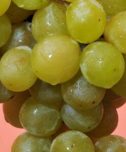 Alternative view of Winorośl Prim WĘGIERSKI poj, 2L