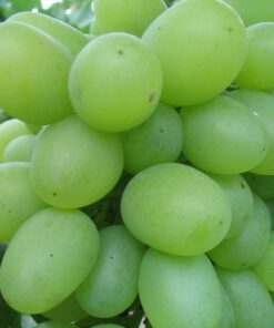 Winorośl Regina P9/C1