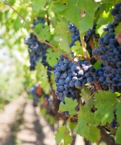 Winorośl Rondo P9/C1