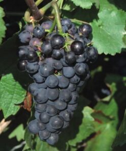 Winorośl Schuyler poj, 2L