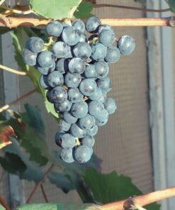 Alternative view of Winorośl Schuyler poj, 2L