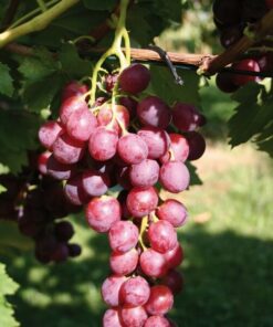 Alternative view of Winorośl Swenson Red MROZOODPORNA poj, 2L