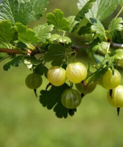 Alternative view of Agrest zielony 'Hinnonmaki Green' P9/C1