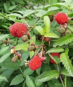 Alternative view of Malinotruskawka P9/C1