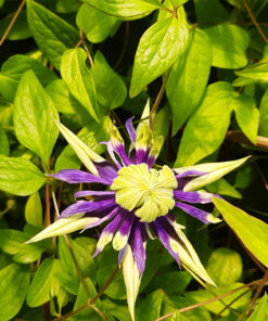 Alternative view of Clematis 'Taiga' poj. 2L
