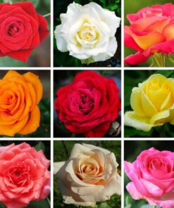 Zestaw 3 Róż nieoznakowanych w poj, 2L