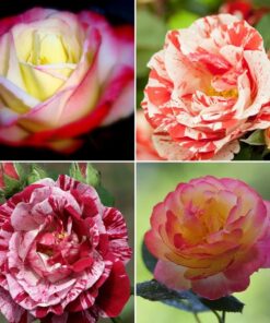 Zestaw 4 Róż dwubarwnych w poj, 2L