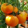 Pomidor 'Bizon Pomarańczowy' P9/C1