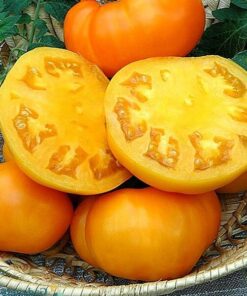 Alternative view of Pomidor 'Bizon Pomarańczowy' P9/C1