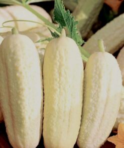 Alternative view of Ogórek 'White Wonder' P9/C1