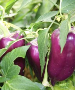 Papryka 'Purpurowa' P9/C1