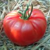 Pomidor malinowy 'Brutus' P9/C1