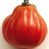 Pomidor 'Red Pear' P9/C1