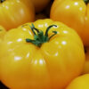 Pomidor 'Złoty Ożarowski' P9/C1