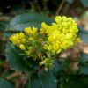 Mahonia poj, 2L