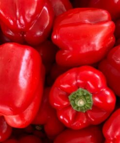 Alternative view of Papryka 'Granova' P9/C1