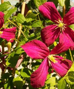 Alternative view of Clematis viticella 'Rubra' P9/C1