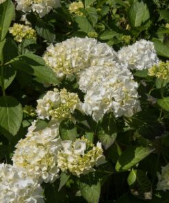 Hortensja ogrodowa 'Madame Emilie Mouillere' poj, P9/C1