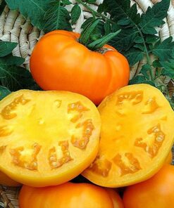 Alternative view of Pomidor 'Zlatava' P9/C1