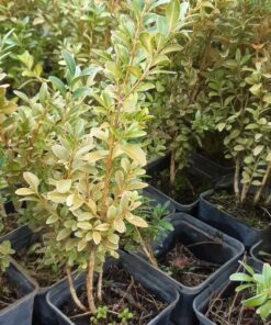 Alternative view of Bukszpan P9/C1