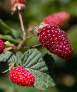 Malinojeżyna 'Tummleberry' P9/C1