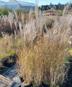 Alternative view of Miskant chiński 'Adagio' P9/C1