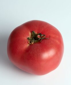 Pomidor 'Maliniak' P9/C1