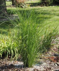 Alternative view of Miskant chiński Gracillimus P9/C1