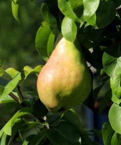 Mini Patio - Grusza Sunrise poj, 4L