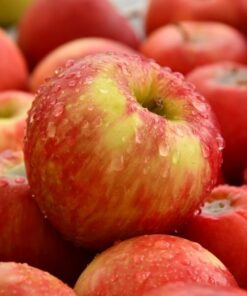 Mini Patio - Jabłoń Delegrina poj, 4L