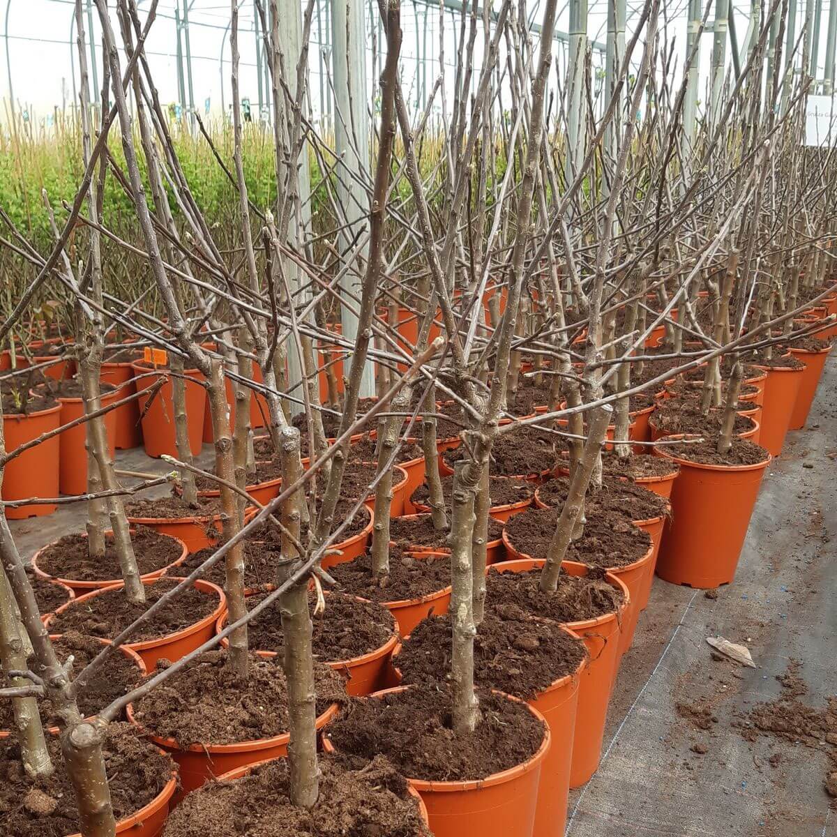 Mini Patio - Jabłoń Pidi poj, 4L - obrazek 5