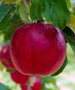 Mini Patio - Jabłoń Pidi poj, 4L