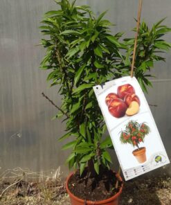 Alternative view of Mini Patio - Nektarynka Rubis poj, 4L