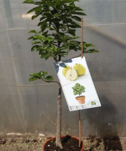 Alternative view of Mini Patio - Grusza Sunrise poj, 4L