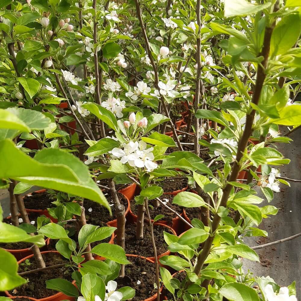 Mini Patio - Jabłoń Pidi poj, 4L - obrazek 4