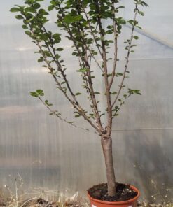 Alternative view of Mini Patio - Wiśnia Carmine Jewel poj, 4L