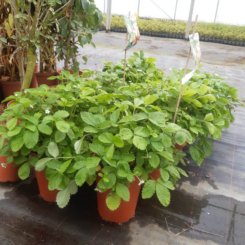 Poziomka MIX czerwono-żółta poj, 4L - obrazek 2